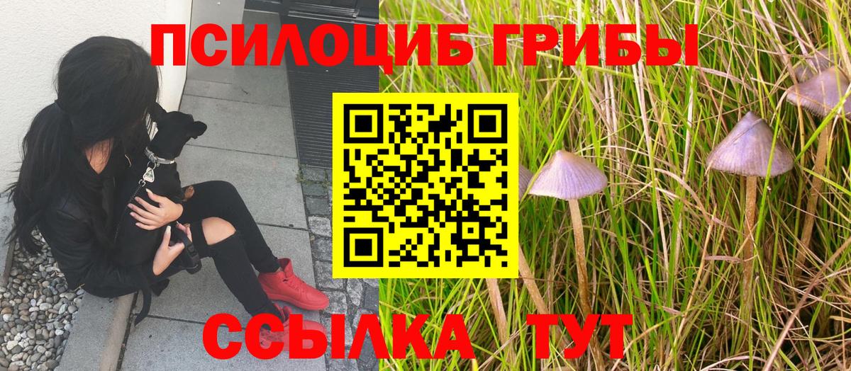 Апатиты  Псилоцибиновые грибы Psilocybine cubensis  Вход с VPN 